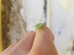 Loxa viridis