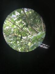 Trogon mesurus