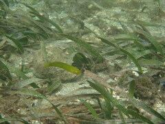 Thalassia testudinum image