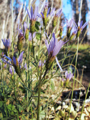 Eucephalus ledophyllus covillei