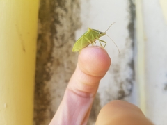 Loxa viridis