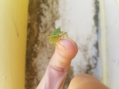 Loxa viridis