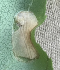 Parornix geminatella