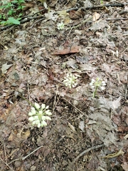 Allium tricoccum