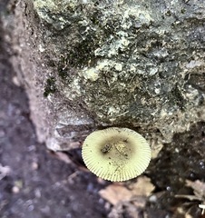 Amanita sinicoflava