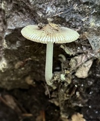 Amanita sinicoflava