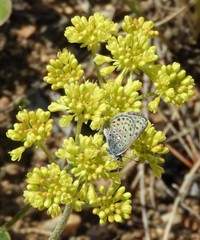 Euphilotes ancilla