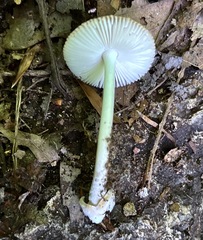 Amanita sinicoflava