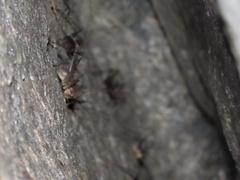 Euhadenoecus adelphus