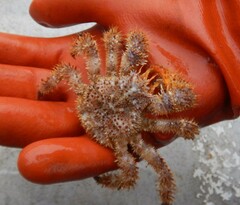 Acantholithodes hispidus