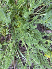 Lomatium grayi