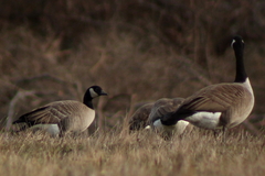 Branta hutchinsii hutchinsii