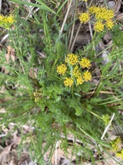 Lomatium grayi