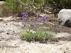 Penstemon gracilentus