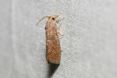 Eucosma sombreana