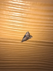 Hypena humuli