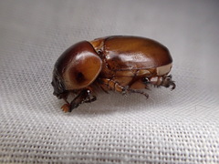 Hyphoryctes maculatus