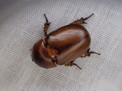 Hyphoryctes maculatus