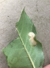 Parornix geminatella