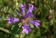 Campanula lingulata