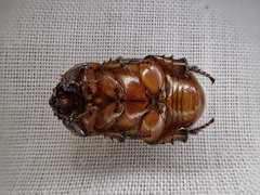 Hyphoryctes maculatus