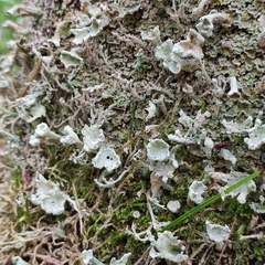 Cladonia deformis