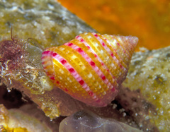 Clanculus clanguloides