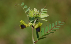 Vicia melanops