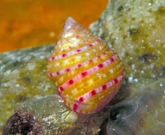Clanculus clanguloides