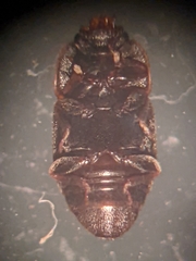 Caplothorax lugubris