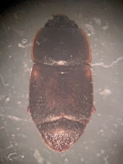 Caplothorax lugubris