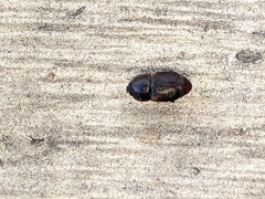 Caplothorax lugubris