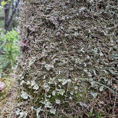 Cladonia deformis
