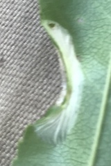 Parornix geminatella