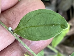 Lithospermum tuberosum