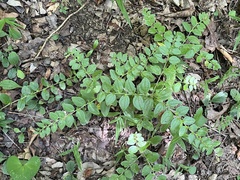 Lithospermum tuberosum