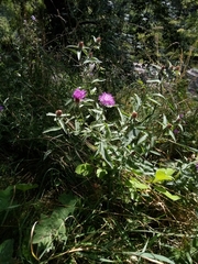 Centaurea fleischeri
