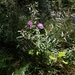 Centaurea fleischeri - Photo (c) Vladimír Fuka, some rights reserved (CC BY), uploaded by Vladimír Fuka