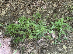 Lithospermum tuberosum