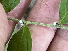 Lithospermum tuberosum