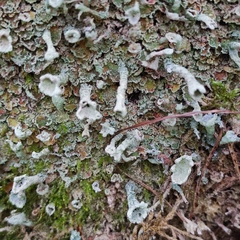 Cladonia deformis
