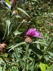 Centaurea fleischeri