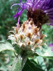 Centaurea fleischeri