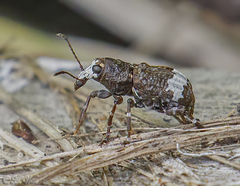 Eurymycter