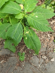 Impatiens parviflora