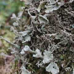 Cladonia deformis