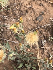 Xanthisma grindelioides