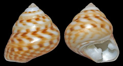 Clanculus granti