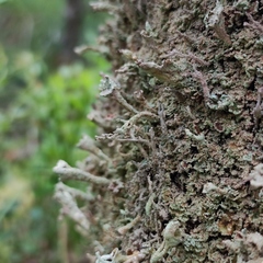 Cladonia deformis