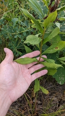 Solidago latissimifolia